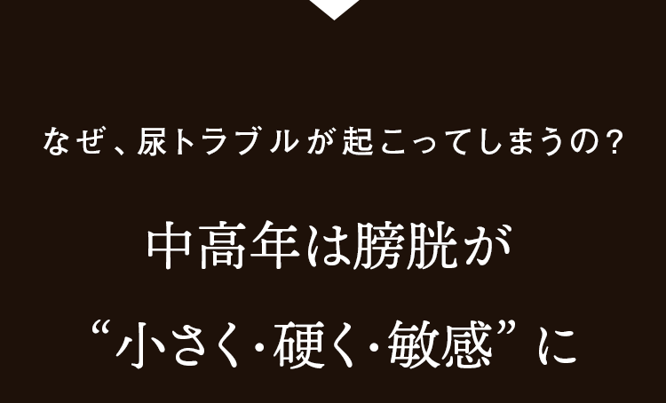 中高年は膀胱が小さく・硬く・敏感に